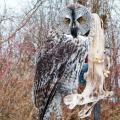 Great Grey Great Grey